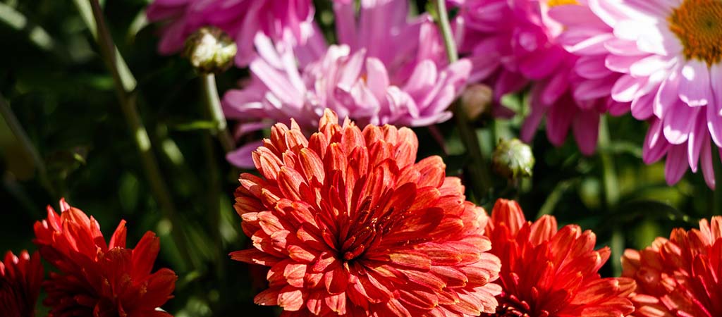 A la demande des testateurs, les Petits Frères des Pauvres font fleurir leurs tombes pour la Toussaint. © Pixabay.com